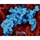 BACTERIE PISCINE BOX